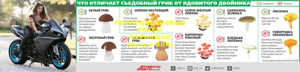 ПСИЛОЦИБИНОВЫЕ ГРИБЫ Алексин